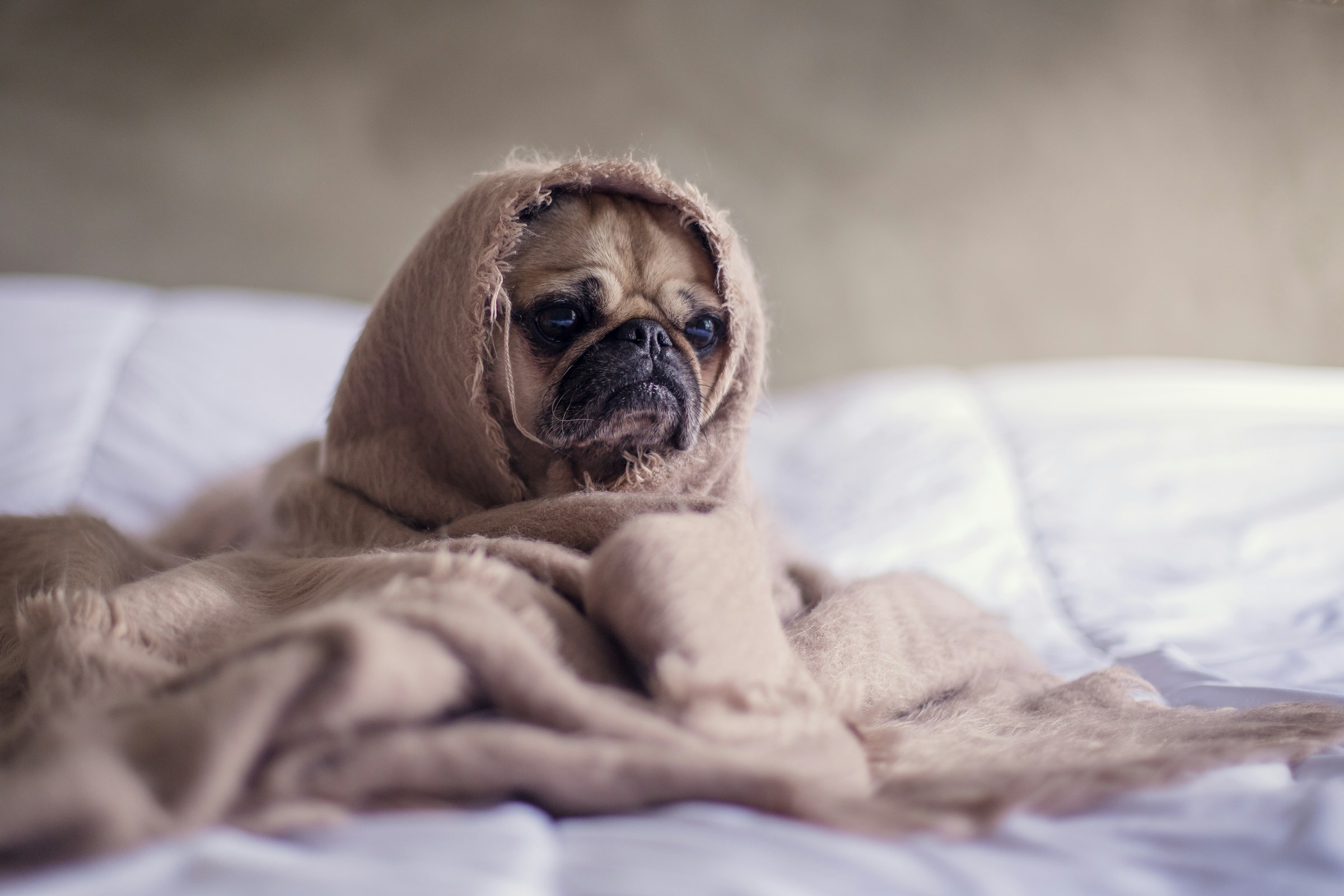 Let’s face it, even the most motivated among us have days when we’d rather stay in bed than have that dreaded conference call with an irate investor. When we’d rather slump on the settee watching daytime TV than face another eight hours of dealing with angry customers. And so the duvet day was born.